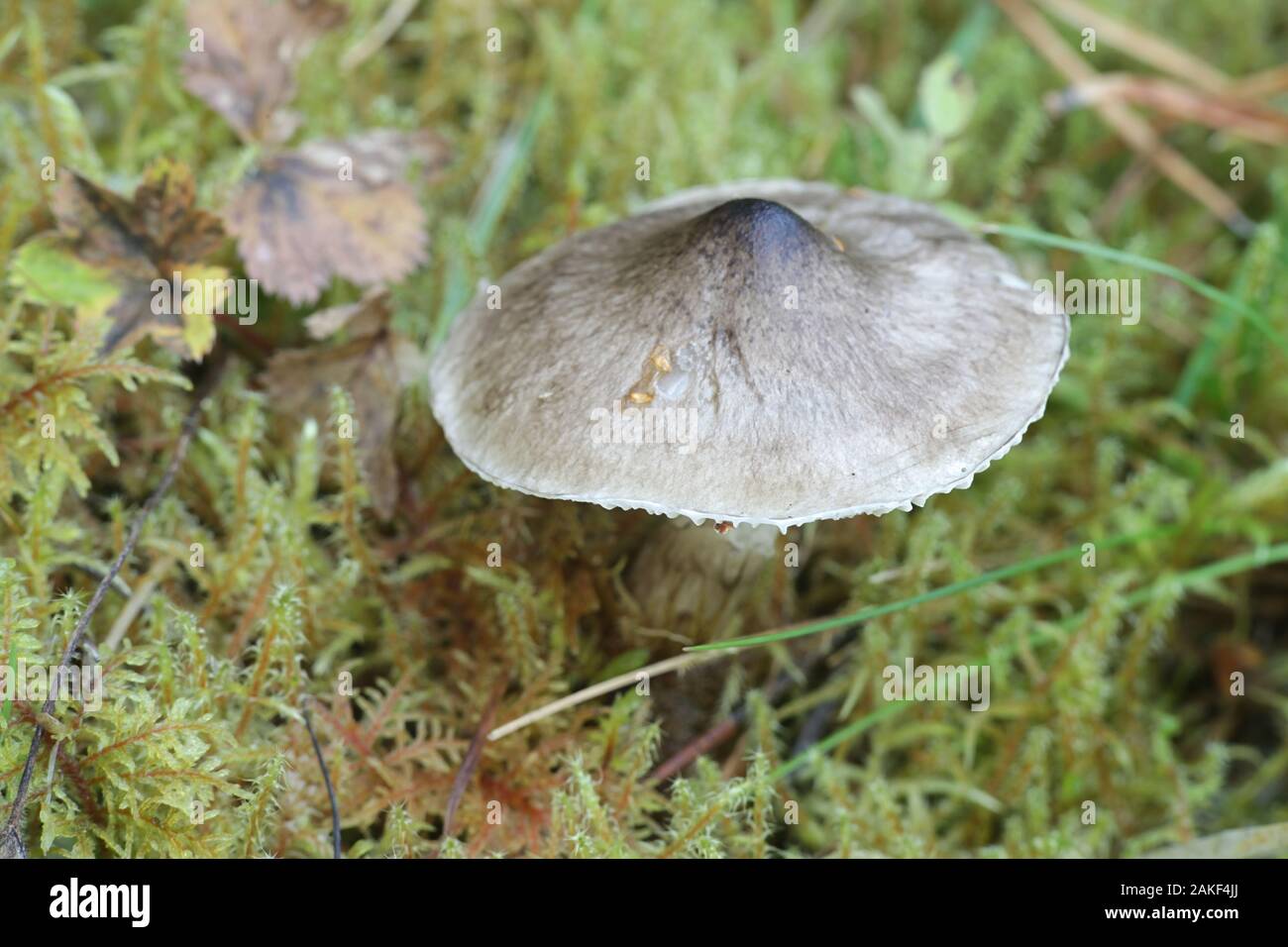 Hygrophorus korhonenii, a woodwax or waxy cap mushroom from Finland Stock Photo