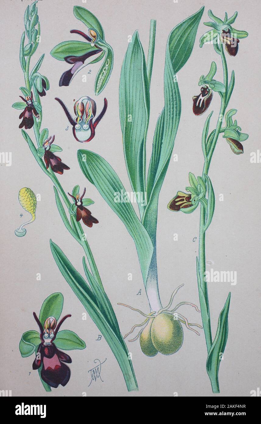 Ophrys insectifera, the fly orchid, is a species of orchid and the type species of the genus Ophrys  /  Fliegen-Ragwurz, digital improved reproduction of an original from the 19th century / digitale Reproduktion einer Originalvorlage aus dem 19. Jahrhundert Stock Photo