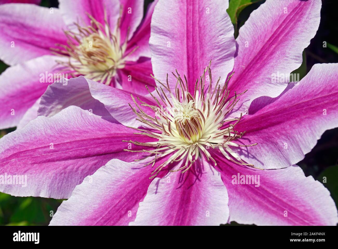 Barbara Jackman Clematis (Clematis 'Barbara Jackman' Stock Photo - Alamy