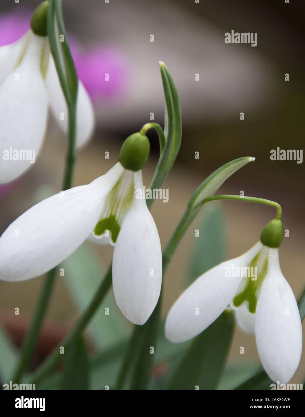 Galanthus 'Pear Drop' Stock Photo