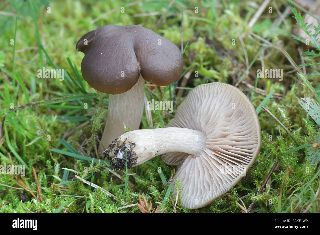 Tricholoma imbricatum, known as the matt knight, mushrooms from Finland Stock Photo