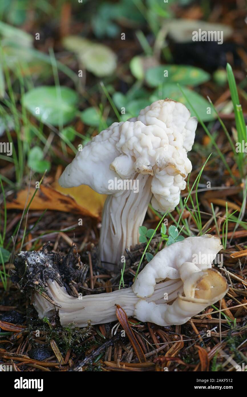 Helvella crispa, known as the white saddle, elfin saddle or common helvel, mushrooms from Finland Stock Photo