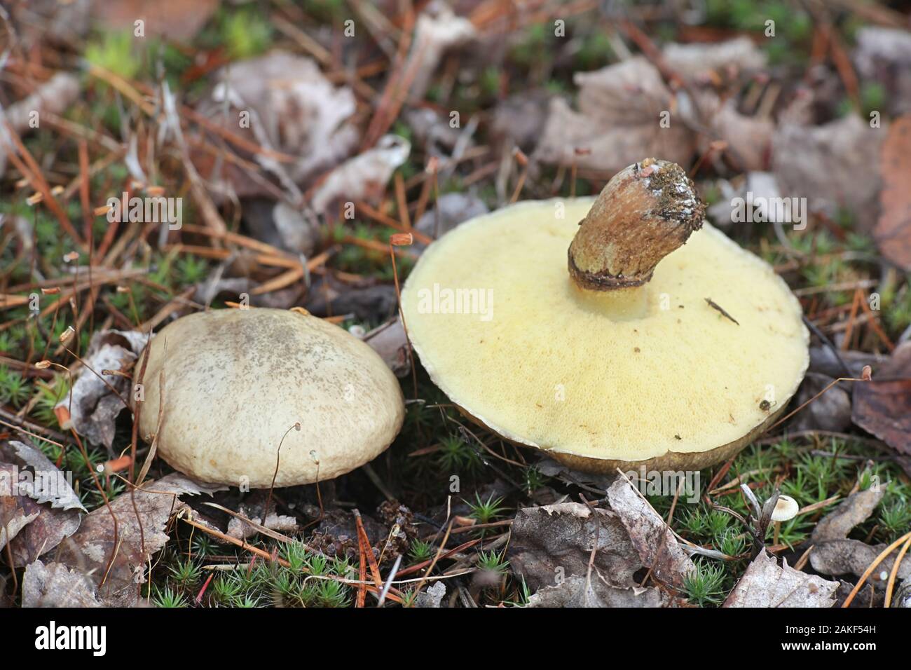 Suillus luteus, known as  slippery jack or sticky bun, edible mushrooms from Finland Stock Photo