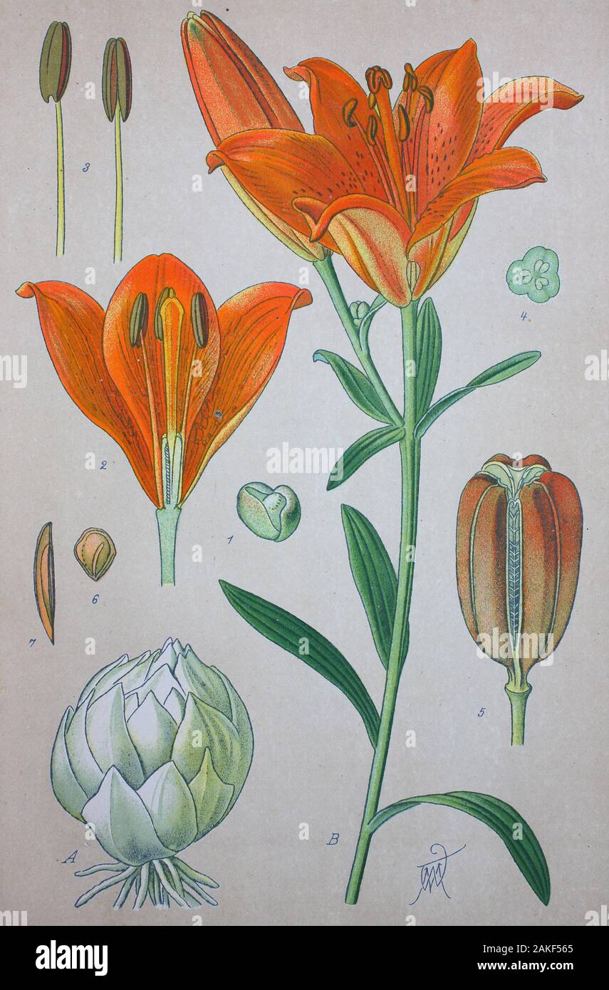 Lilium bulbiferum, common names orange lily, fire lily and tiger lily, is a  herbaceous European lily with underground bulbs, belonging to the Liliaceae  / Feuer-Lilie (Lilium bulbiferum), digital improved reproduction of an
