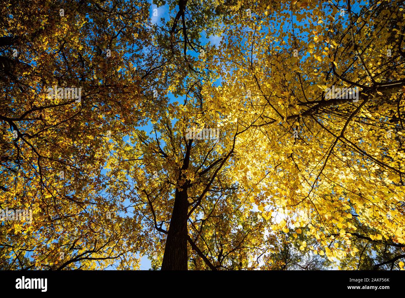 Autumn in the forest. Yellow autumn trees with autumn leaves on sunny blue sky Stock Photo