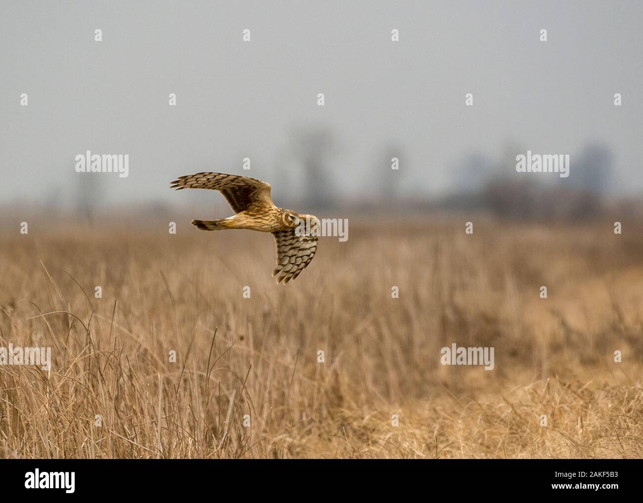 Harrier hen (Circus cyaneus), female hunting in winter, Hortobágy National Park, Hungary Stock Photo