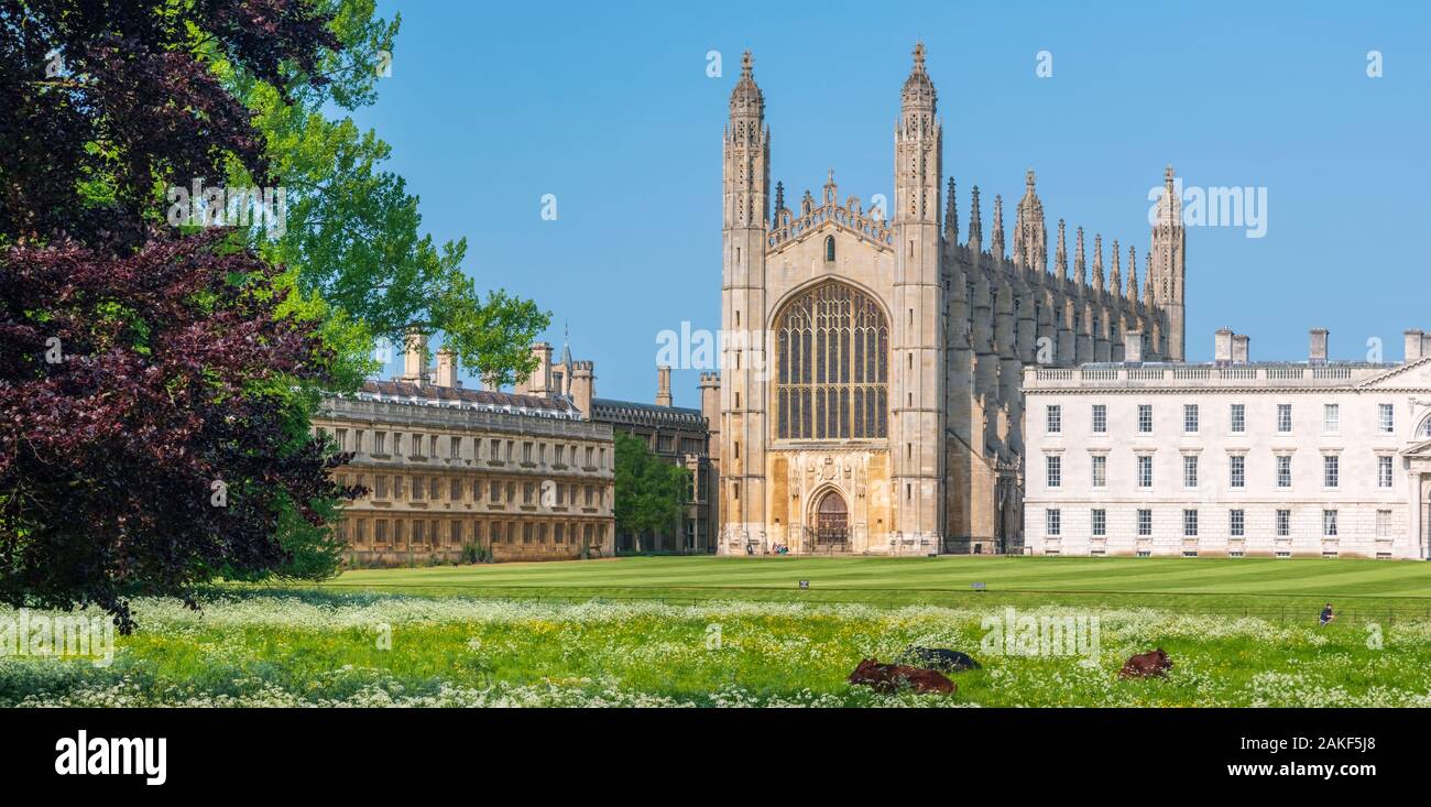UK, England, Cambridgeshire, Cambridge, The Backs, King's College, King's College Chapel, Cattle grazing Stock Photo