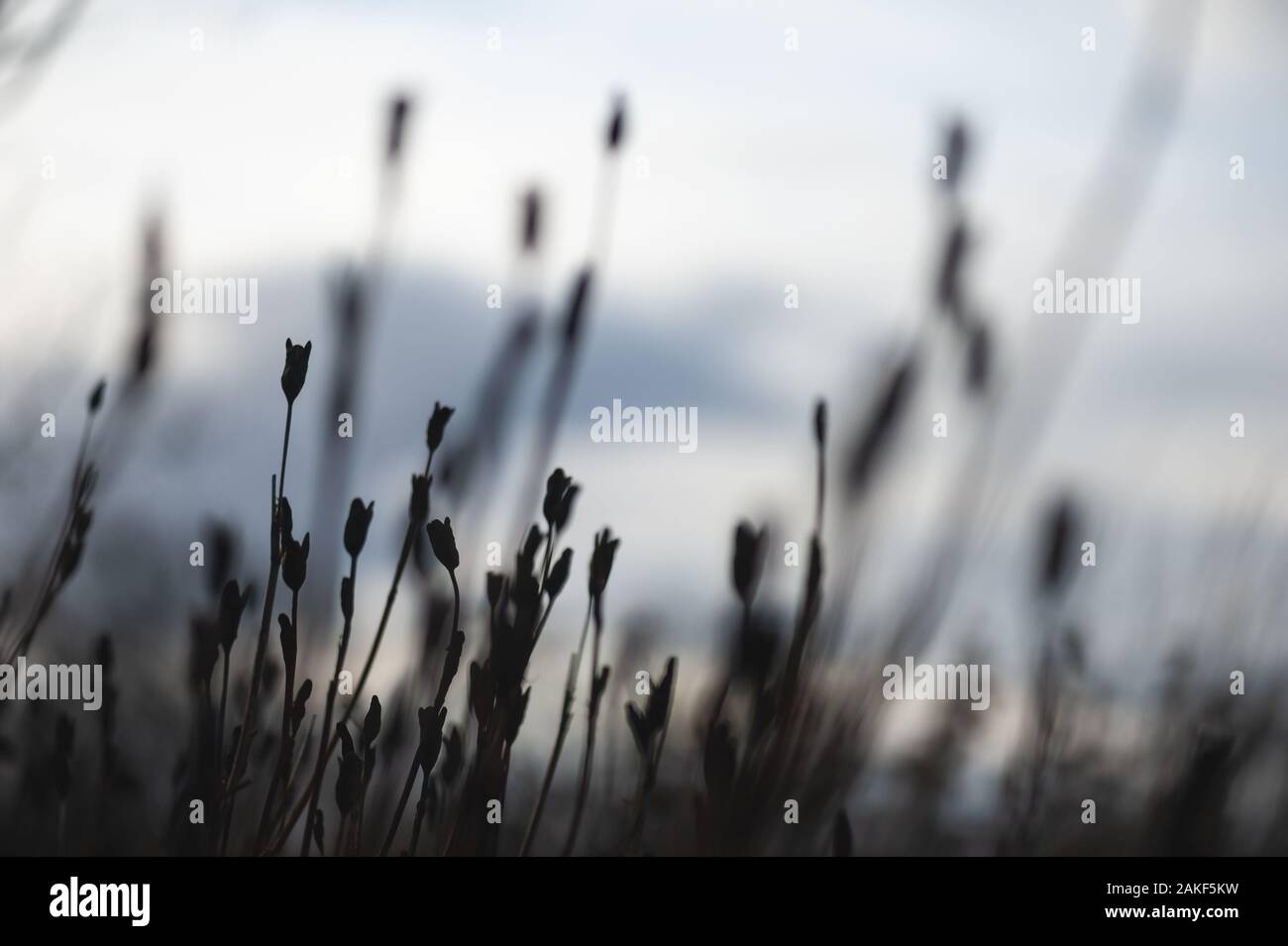 Seed heads silhouetted against a winter sunset. Stock Photo