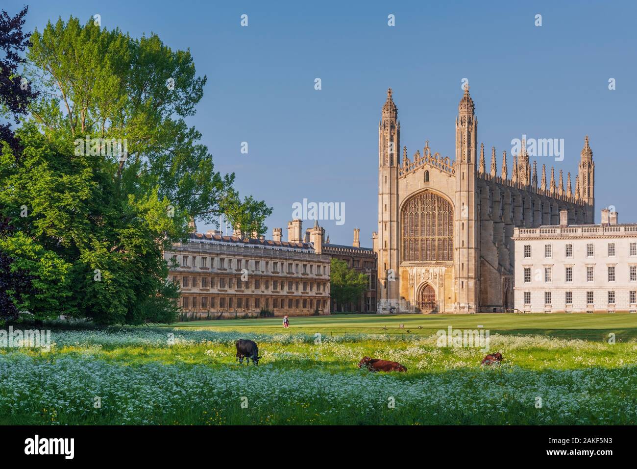 UK, England, Cambridgeshire, Cambridge, The Backs, King's College, King's College Chapel, Cattle grazing Stock Photo