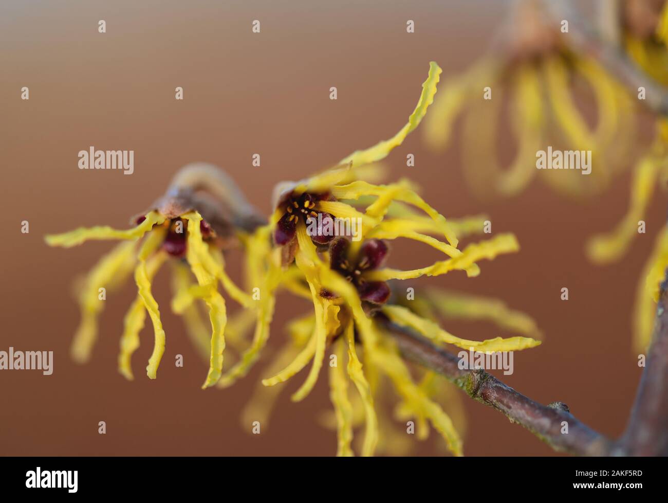 Close up of witch hazel flowers in winter. Stock Photo