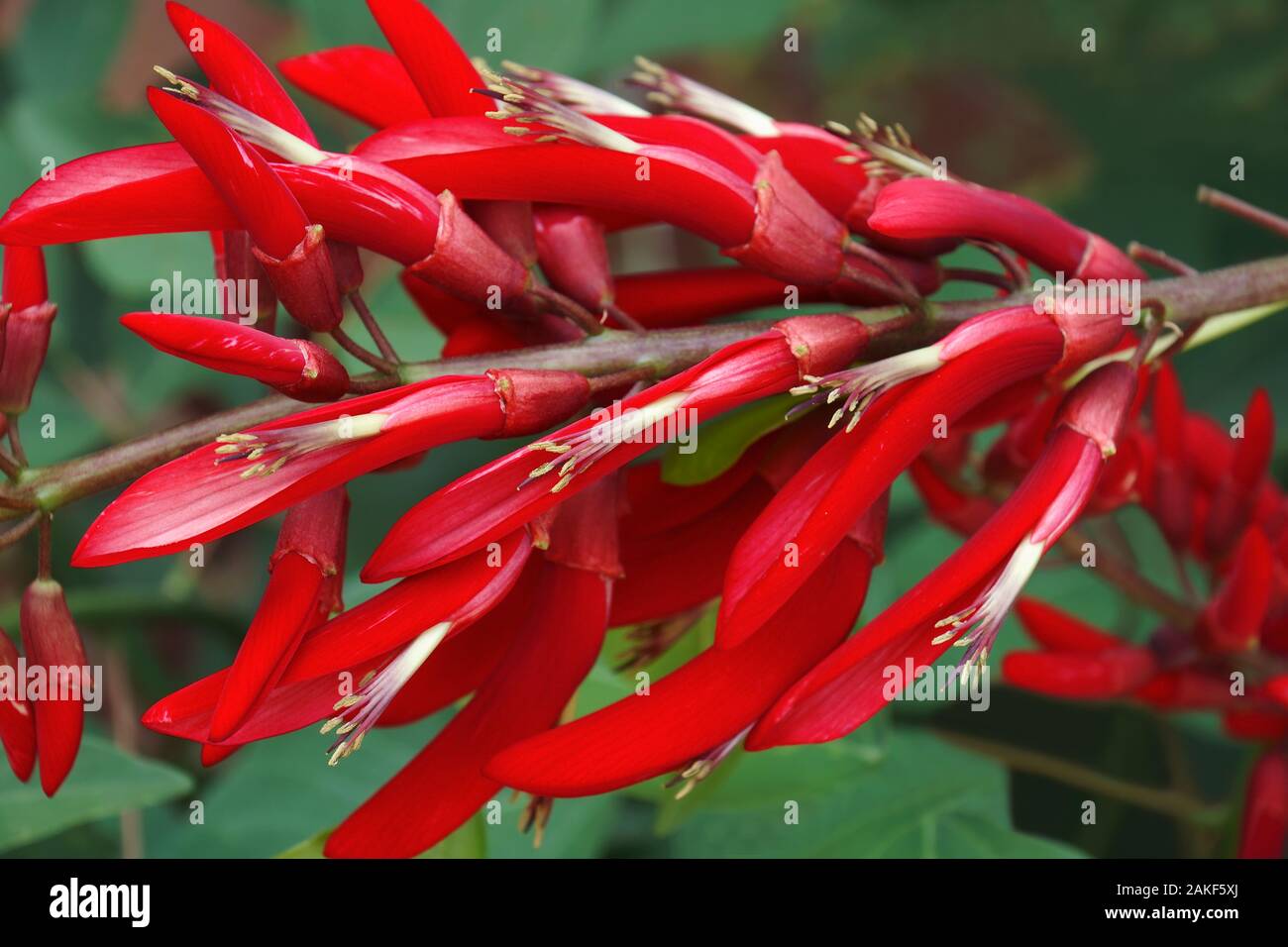 Coral Tree (Erythrina x bidwillii). Called Shrub Coral Tree also