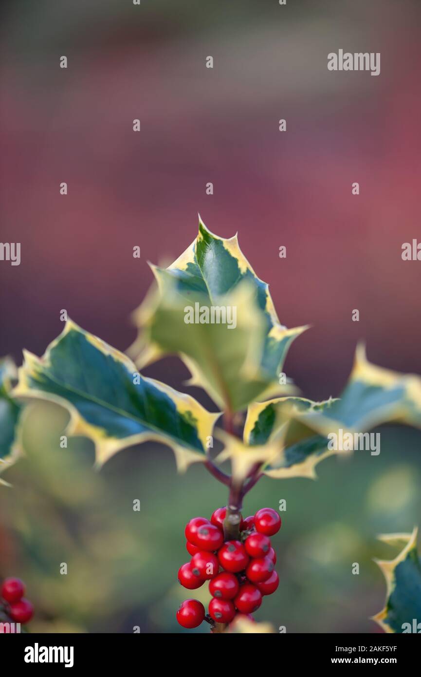 Variegated holly with berries Stock Photo Alamy