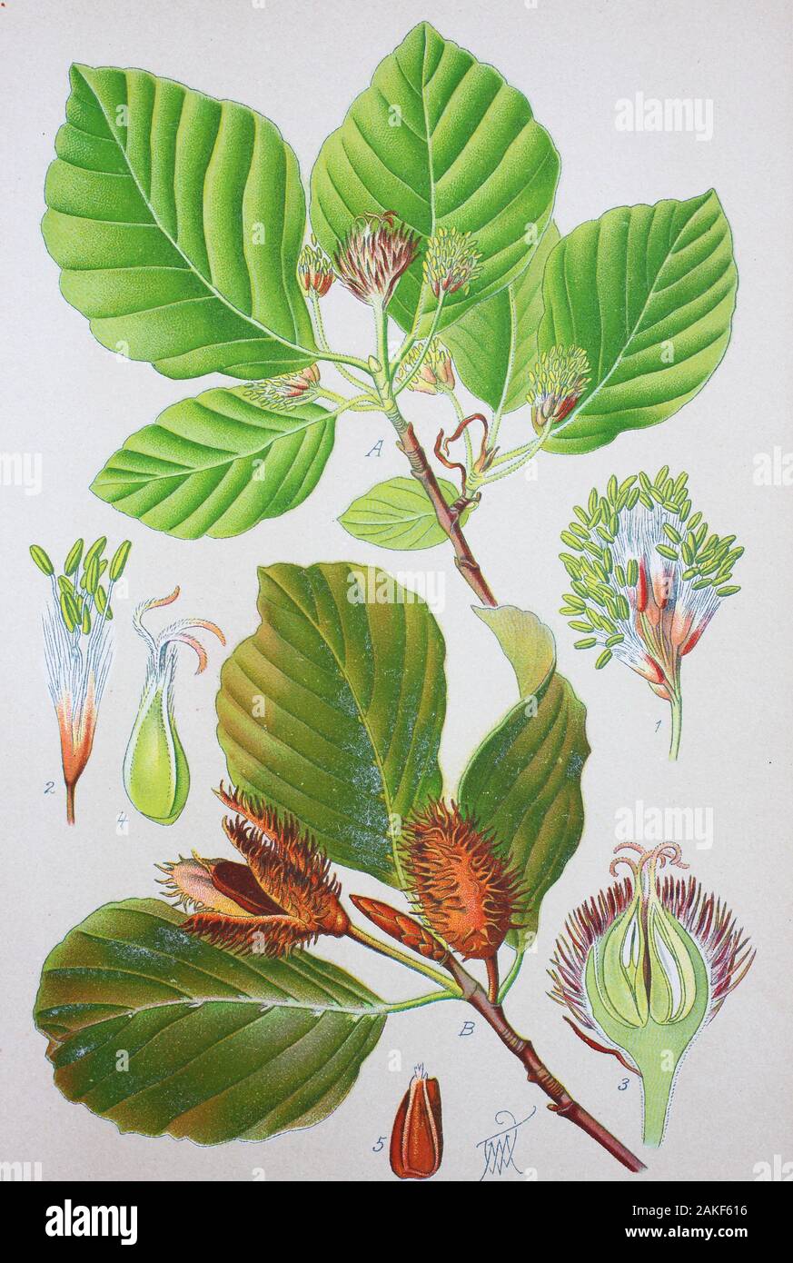 Fagus sylvatica, the European beech or common beech, is a deciduous tree belonging to the beech family Fagaceae  /  Rotbuche, digital improved reproduction of an original from the 19th century / digitale Reproduktion einer Originalvorlage aus dem 19. Jahrhundert Stock Photo
