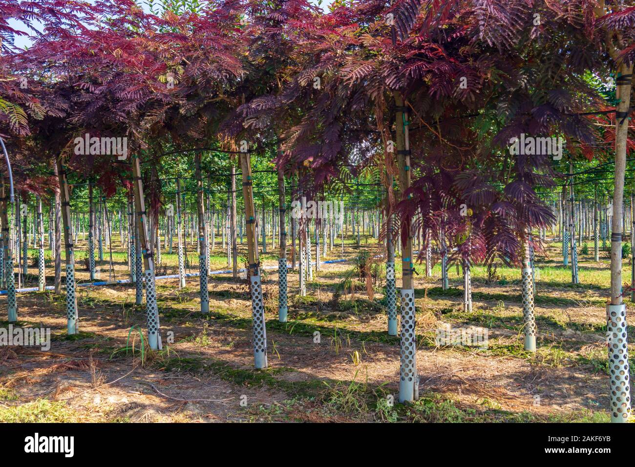 Rows of seedlings of albizia with red leaves in a nursery. Decorative tree in landscaping Stock Photo