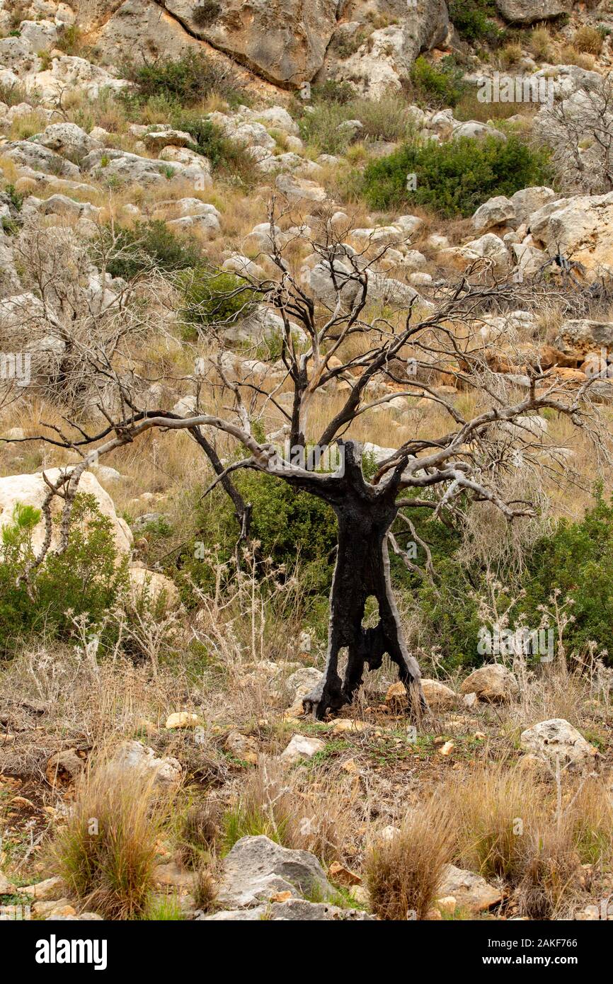 Israel, Carmel forest, the forest is regrowing after the fire devastation. An ongoing argument between two schools of thought has caused this forest t Stock Photo