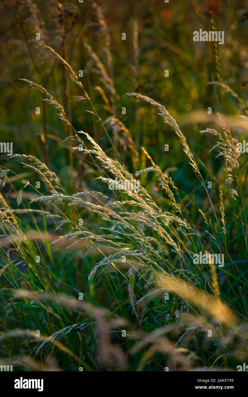 UK, England, Cambridgeshire, Summer Grasses Stock Photo