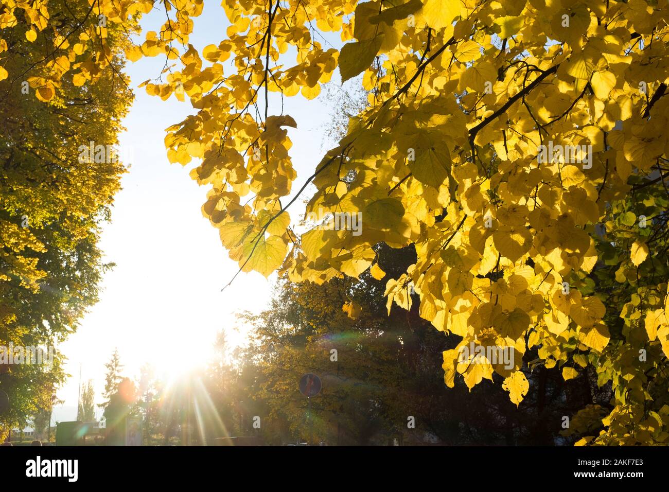 Square post leaves hi-res stock photography and images - Alamy
