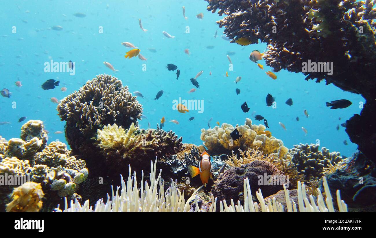 Underwater fish garden reef. Reef coral scene. Seascape under water. Leyte, Philippines. Stock Photo