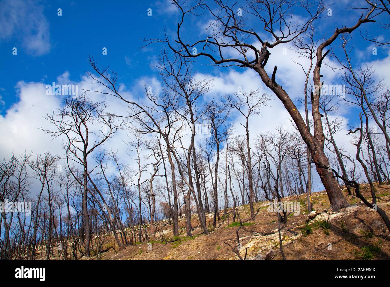 Israel, Carmel forest, the forest is regrowing after the fire devastation. An ongoing argument between two schools of thought has caused this forest t Stock Photo