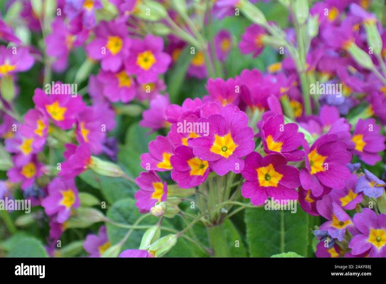 Primula vulgaris, pink-purple primrose in the garden Stock Photo