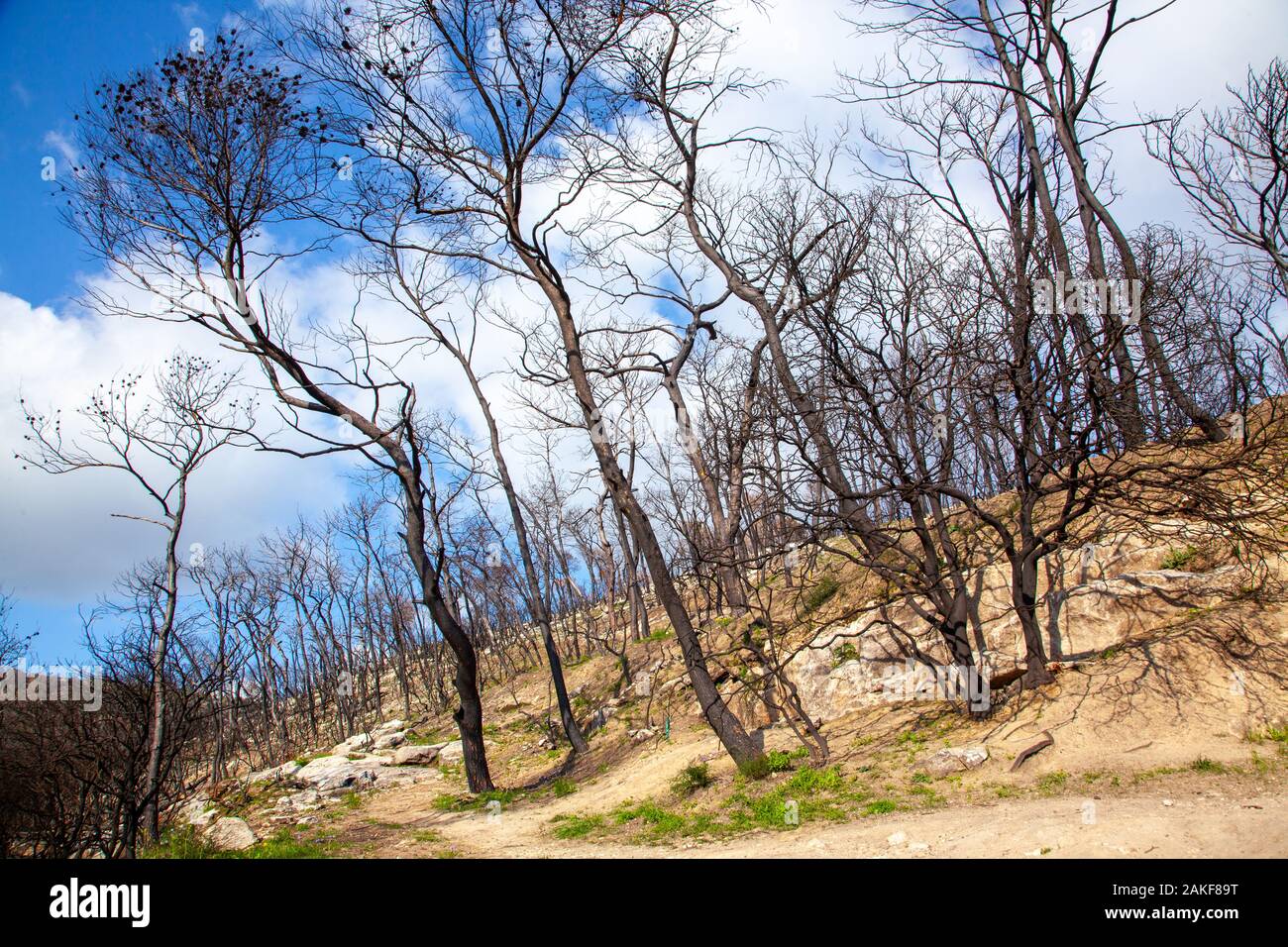 Israel, Carmel forest, the forest is regrowing after the fire devastation. An ongoing argument between two schools of thought has caused this forest t Stock Photo