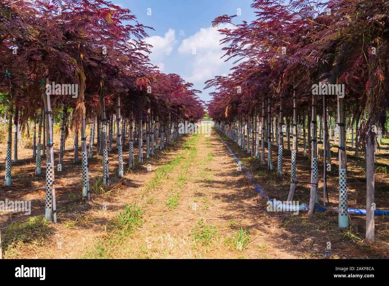 Rows of seedlings of albizia with red leaves in a nursery. Decorative tree in landscaping Stock Photo