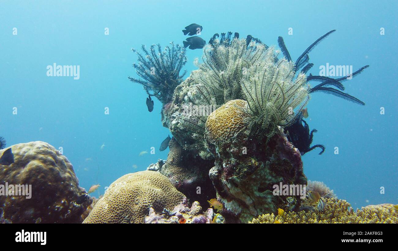 Underwater Scene Coral Reef. Underwater sea fish. Tropical reef marine ...