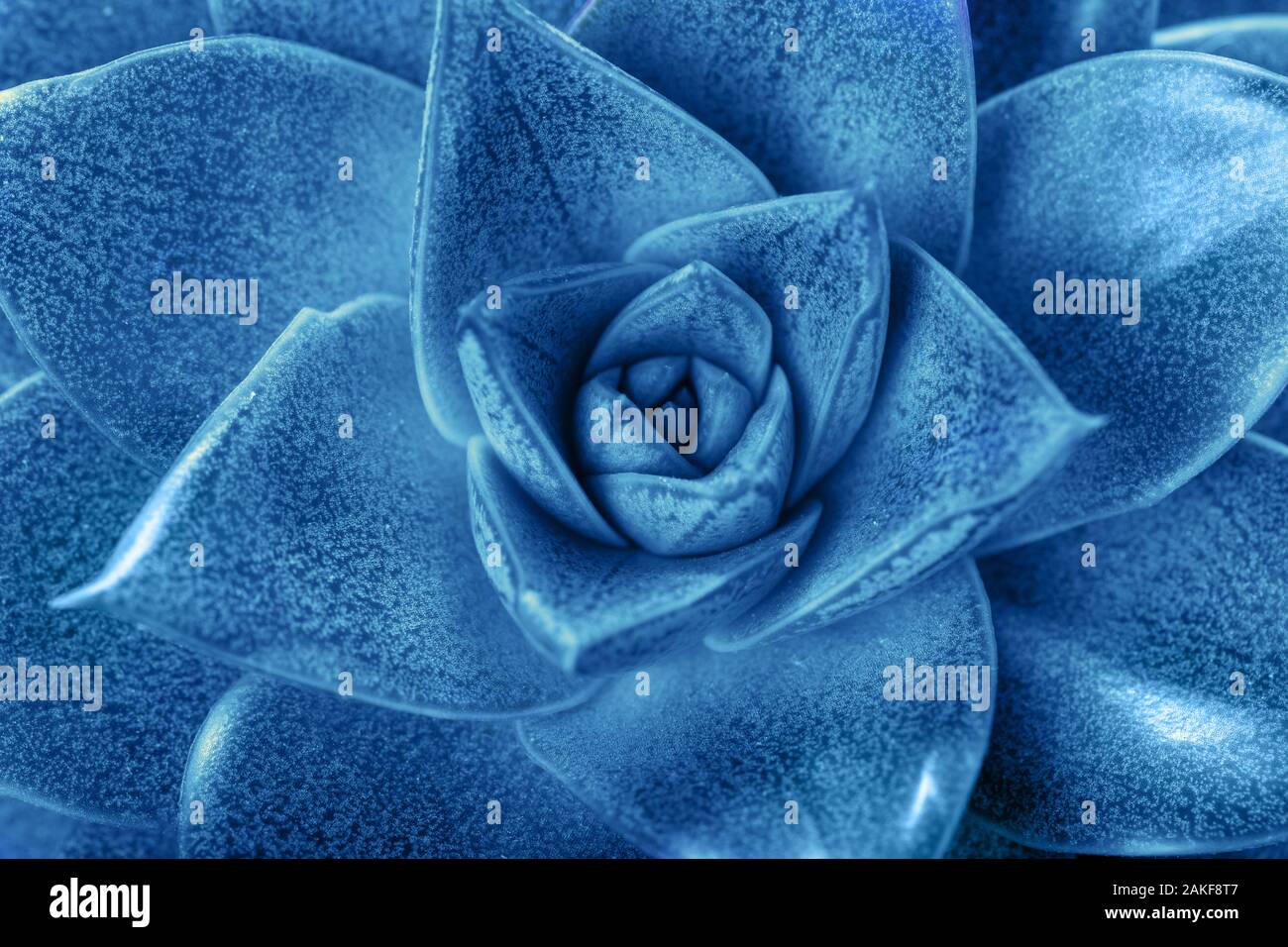 Classic blue backrgound. Closeup shot of tropical plant succulent in ...