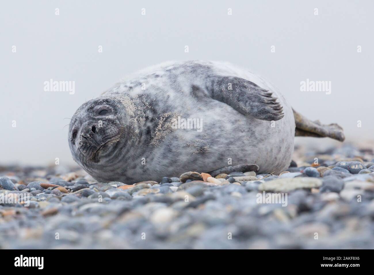 close-up one young gray seal (halichoerus grypus) lying on gravel beach Stock Photo