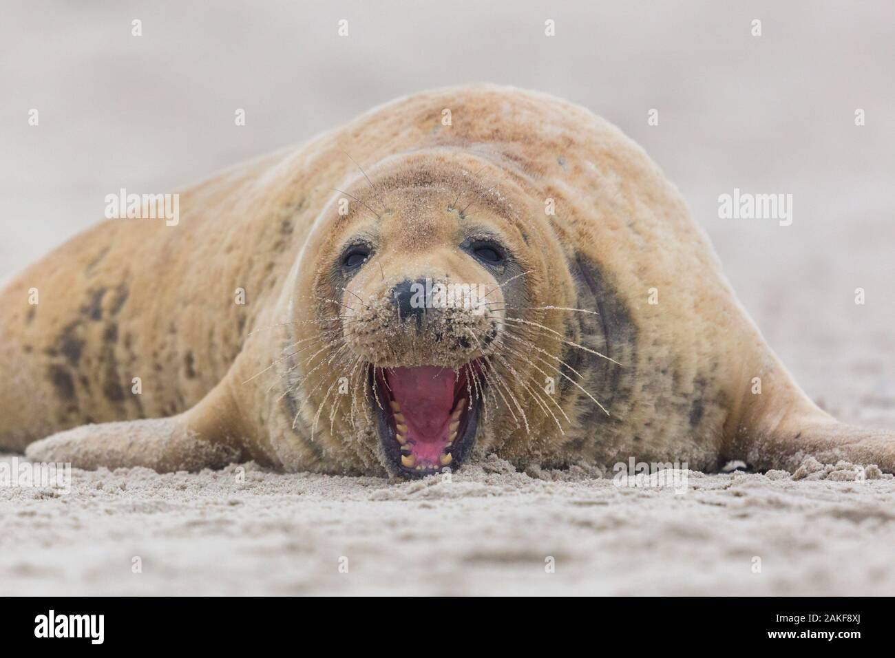 natural female gray seal (halichoerus grypus) showing teeth on sand beach Stock Photo