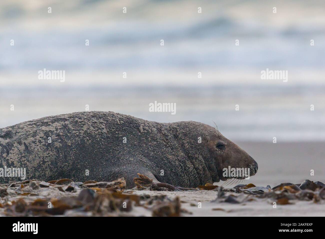 one male gray seal bull (halichoerus grypus) lying on sandy beach Stock Photo