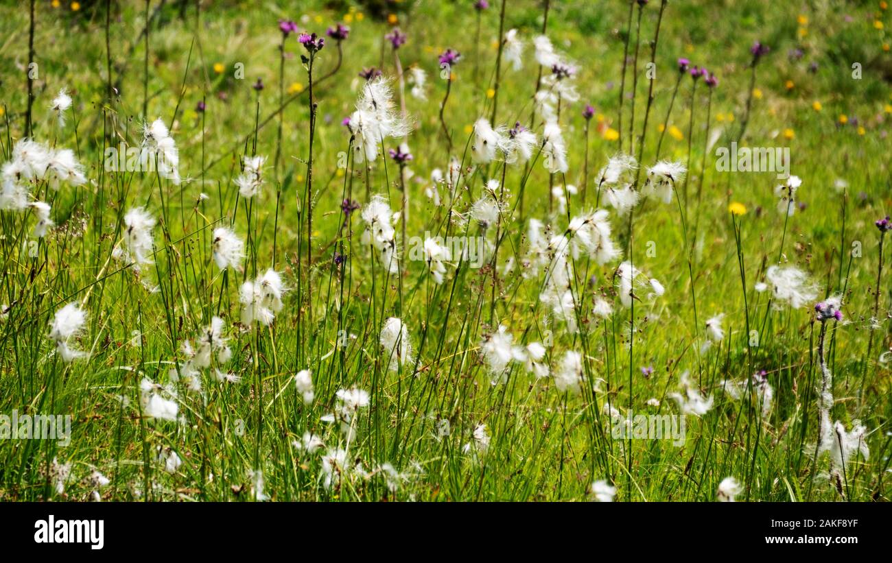 High alpine meadow with cotton grass Stock Photo