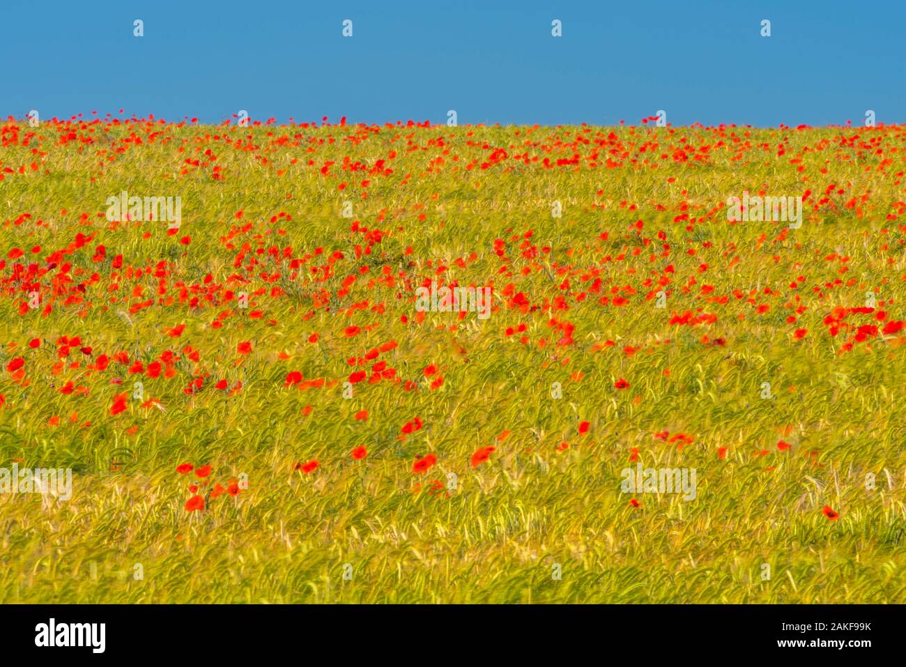 UK, England, Cambridgeshire, Poppy Field, Poppies Stock Photo
