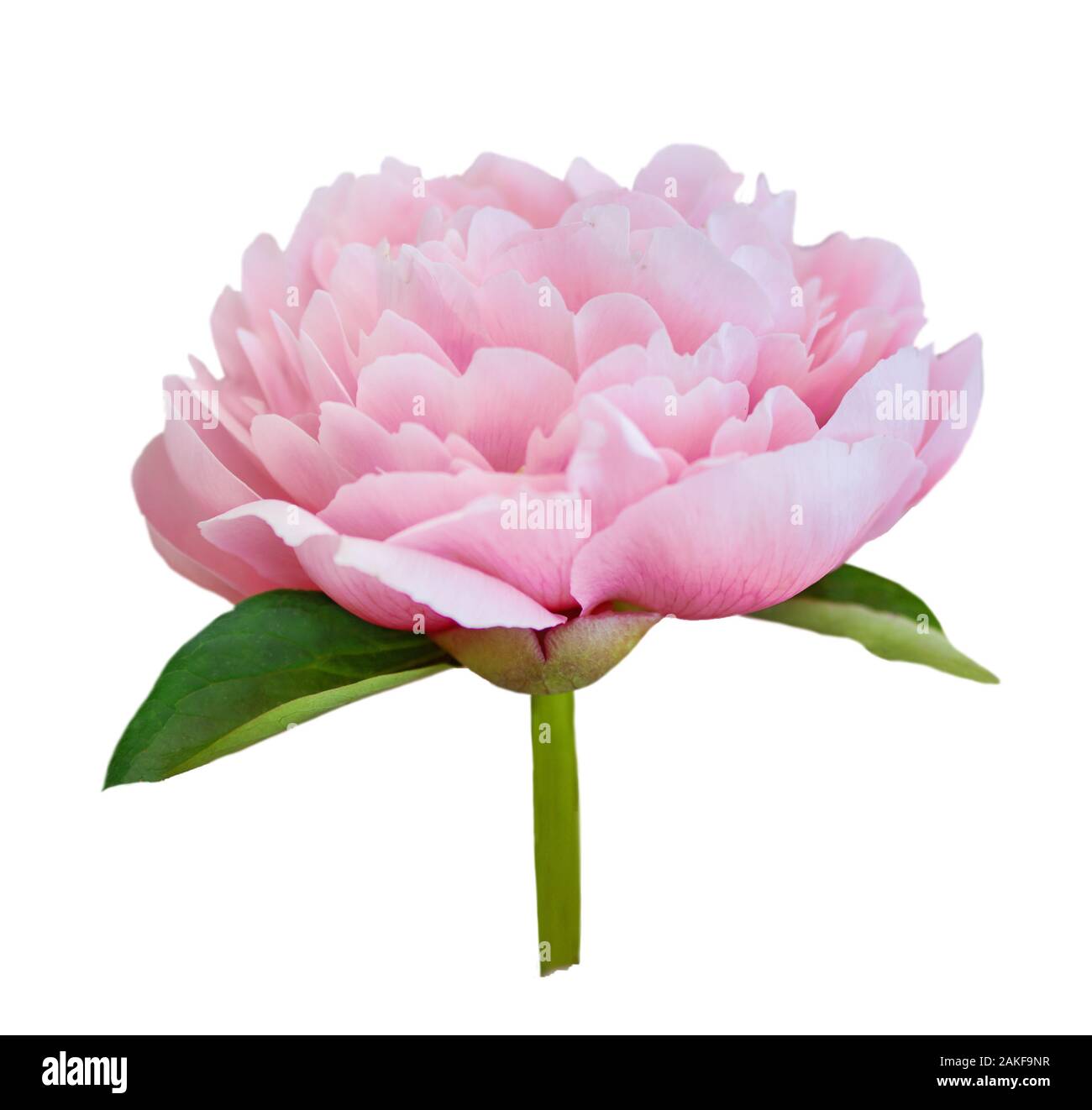 Beautiful peony flower on white background. Pink flower isolated Stock ...