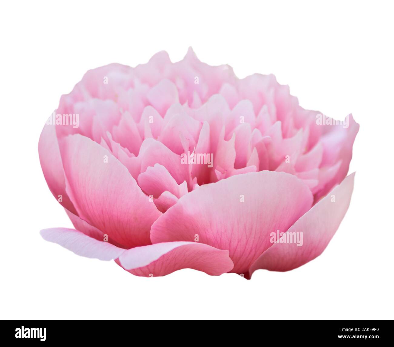 Beautiful peony flower on white background. Pink flower isolated Stock ...