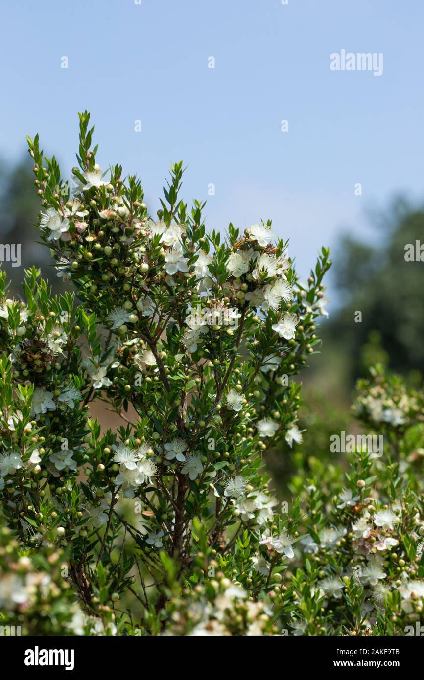 Myrtus communis, the common myrtle, is a species of flowering plant in the myrtle family Myrtaceae. It is an evergreen shrub native to southern Europe Stock Photo