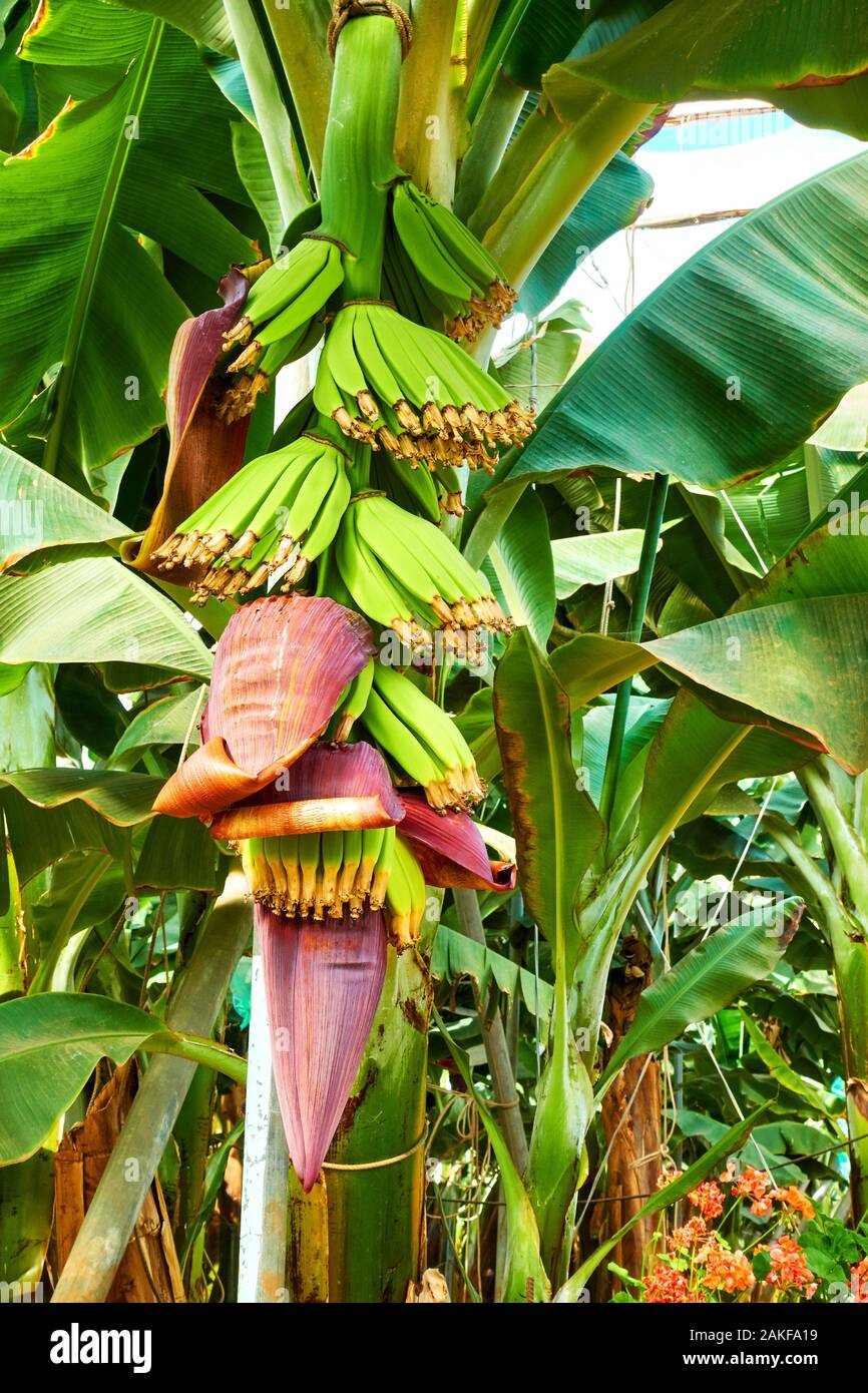 Banana tree with growing bananas at plantation Stock Photo Alamy