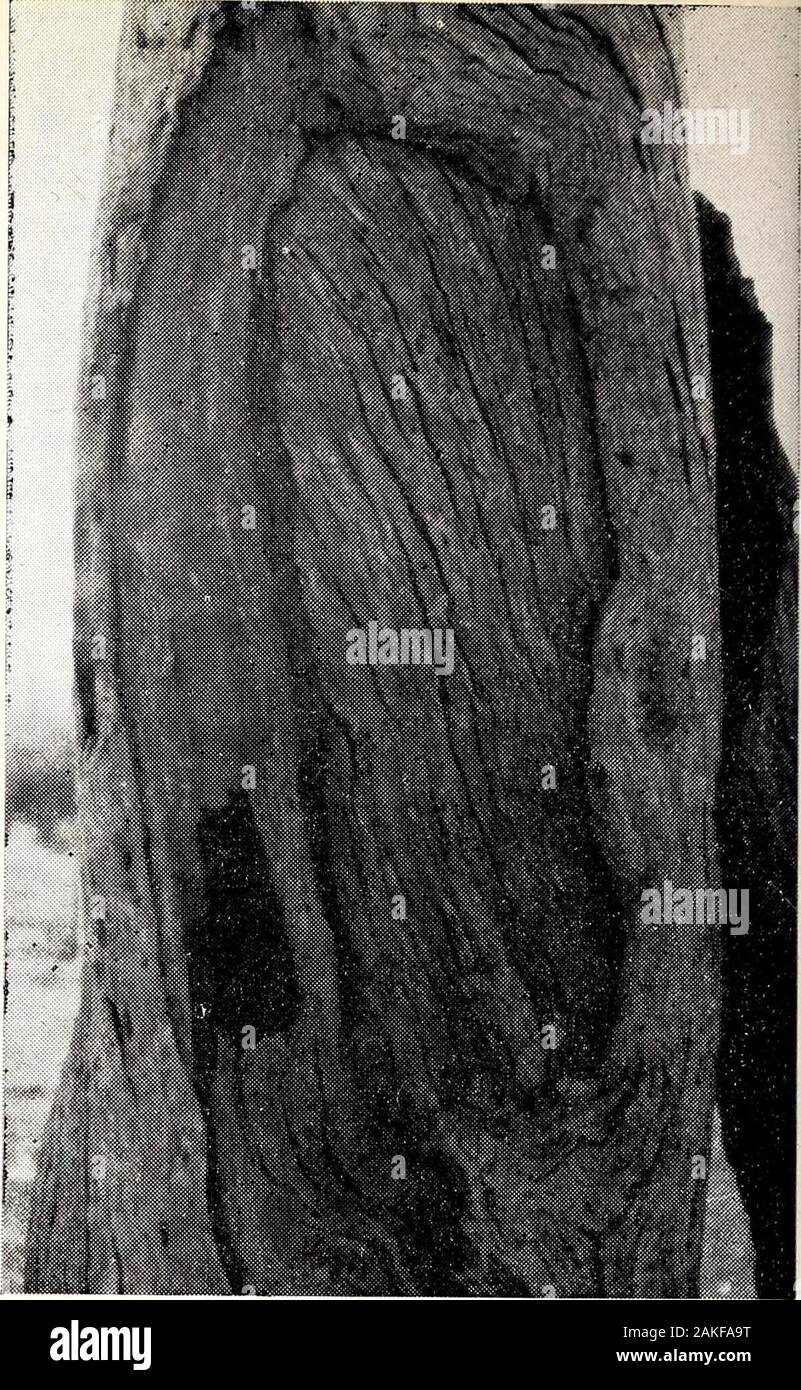 The Victorian naturalist . Red-gum showing scar left after removal ofbark for a shelter. Photo: Author 100. Red-gum, showing sear left after removal ofbark for a shield. Photo: Author fixed on a stump now romanticallydisguised with ivy. There are other relics on theproperty which prove the formerpresence of the Aborigines. Several ofthe red gums show the unmistakablemarks left by the removal of bark.These marks are of four distinct kinds:(1) The long pointed scars left inremoving bark for canoes; (2) thewider, shorter, and square-cut scarsleft by the removal of sheets of barkfor shelters; (3) Stock Photo