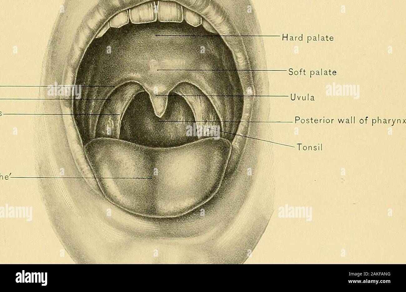 Uvula Stock Photos & Uvula Stock Images Page 2 Alamy