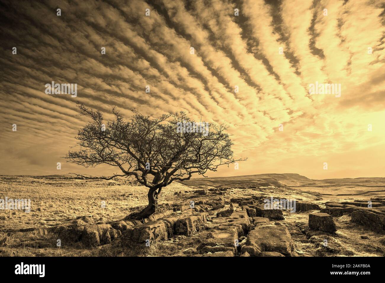 Mackerel back sky hires stock photography and images Alamy