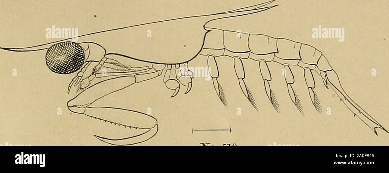 Report of the Commissioner - United States Commission of Fish and Fisheries . No. 540 EXPLANATION OF PLATE VIIL Figure 36.—Squilla ernpusa Say, (p. 53G;) lateral view of the free-swimming larvaein one of its later stages, enlarged, ten diameters. 37.—Zoea of the common crab, Cancer irroratus, (p. 530;) in the last stage just-before it changes to the megalops condition; lateral view, enlargedseventeen diameters. 38.—Megalops stage of the same, just after the change from the zoea condi-tion ; dorsal view, enlarged thirteen diameters; (All tlie figures were drawn by J. H. Emerton.) Tie,. 36. Plat Stock Photo
