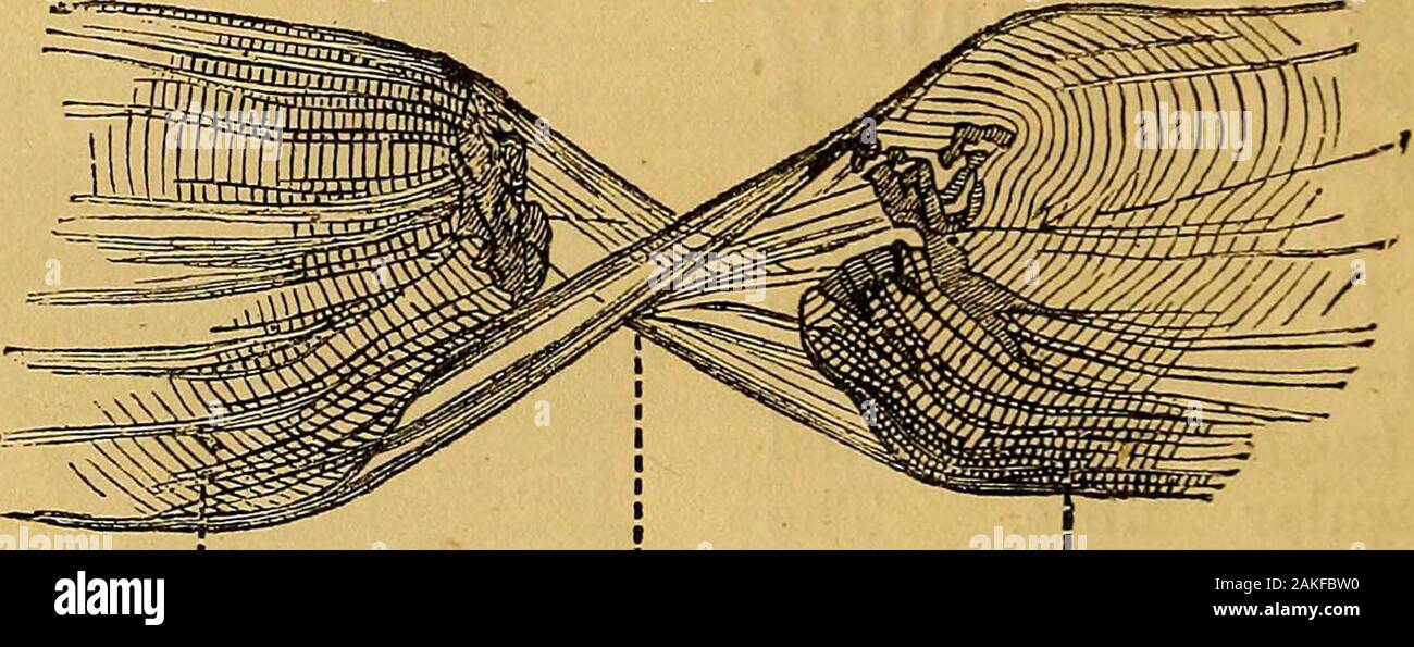 Structureless Human Elements of animal physiology, chiefly human . Fig. 34. Striated ...
