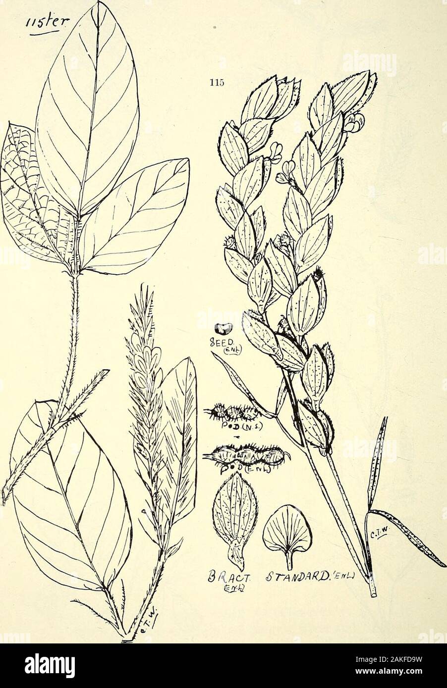Comprehensive catalogue of Queensland plants, both indigenous and naturalisedTo which are added, where known, the aboriginal and other vernacular names; with numerous illustrations, and copious notes on the properties, features, &c., of the plants . 112. Smithia sensitiva (Ait.), DC. 113. S. geminiflora (Roth.), DC, var. conferta, Baker. 114. Zornia diphylla, Pers., var. filifolia, Bail.11^ bis. Desmodium trichostachyum, Benih. 142 XLIII. LEGUMINOS^:.. 115. Zoenia diphylla, Pers,, var. Stirlixgi, Bail.ttc; ter. Uraeia cylindracea, Benth. PLATE V. Stock Photo
