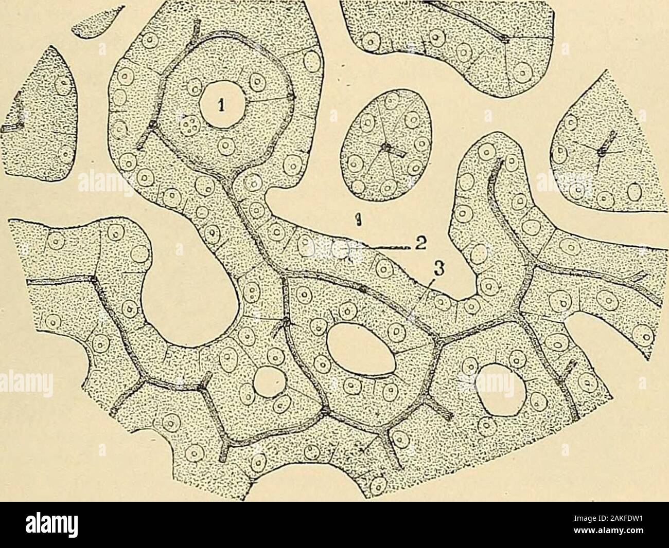 complément capillaire