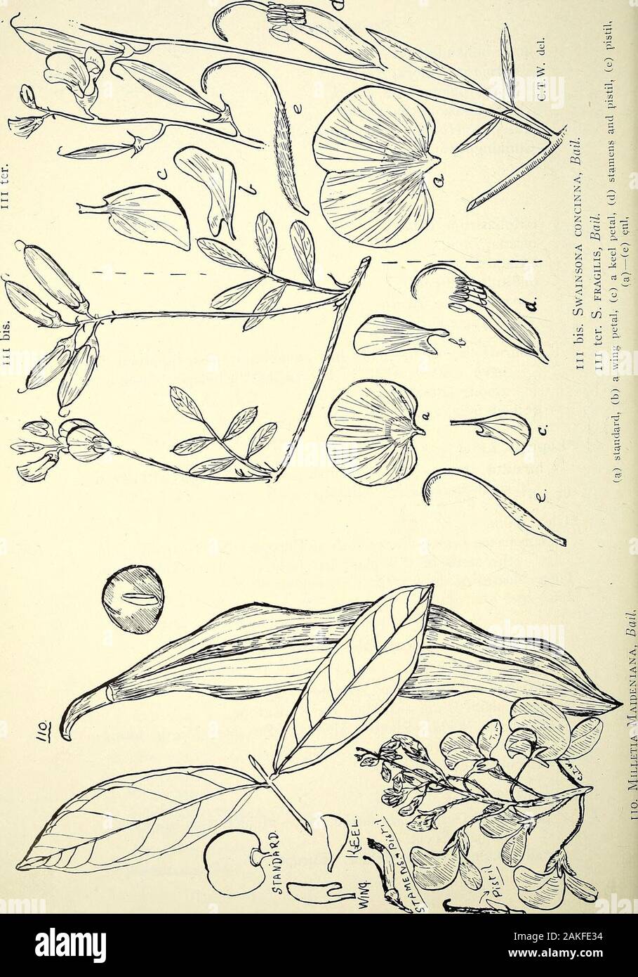 Comprehensive catalogue of Queensland plants, both indigenous and naturalisedTo which are added, where known, the aboriginal and other vernacular names; with numerous illustrations, and copious notes on the properties, features, &c., of the plants . gifolia, Benth forma lasiophylla, Benth.crassipes. Hook. ? Bail., Queensland Flora, 375.Cunninsrhamii, R. Br. Series Digitatce.trifoliastrum, Willd.incana, Linn.striata, DC.dissitiflora, Benth. var. eremaea, Benth var. rugosa, Benth laburnifolia, Linn.—This has sometimes been supposed tohave caused what is known as Chillagoe diseaseamong horses. qu Stock Photo