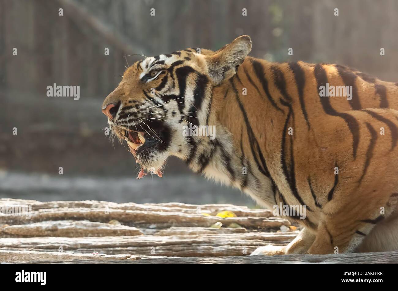 Closeup Bengal Tiger Eating Raw Meat Isolated on Background Stock Photo