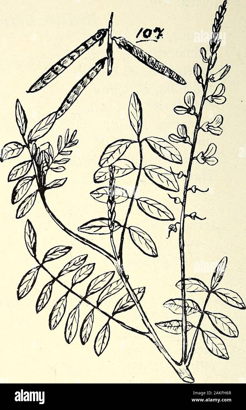 Comprehensive catalogue of Queensland plants, both indigenous and naturalisedTo which are added, where known, the aboriginal and other vernacular names; with numerous illustrations, and copious notes on the properties, features, &c., of the plants . 105. PULTENyEA MlLLAKI, Bail. 107. Indigofera Baileyi, F. v. M. Stock Photo