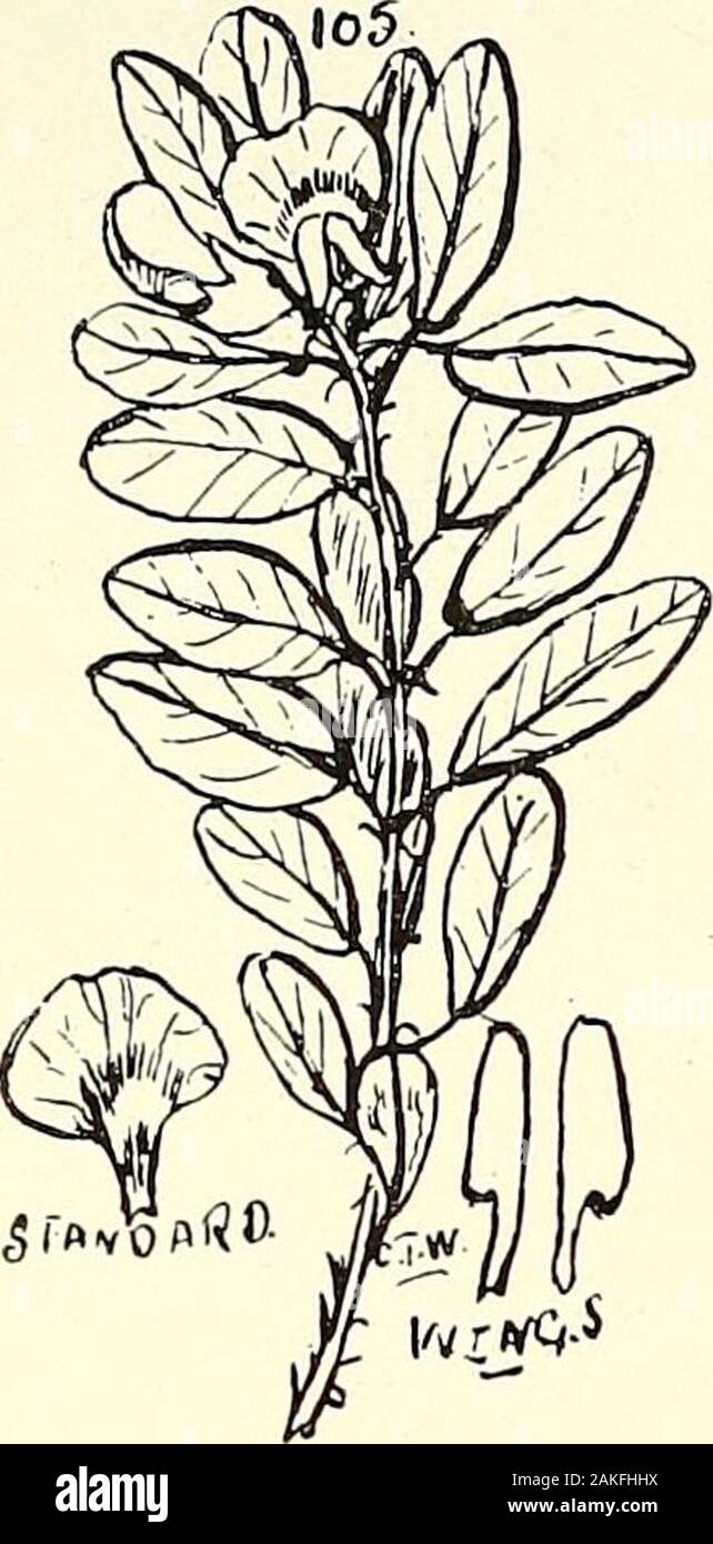 Comprehensive catalogue of Queensland plants, both indigenous and naturalisedTo which are added, where known, the aboriginal and other vernacular names; with numerous illustrations, and copious notes on the properties, features, &c., of the plants . tock. As an antidote,the use of a solution of potassium permanganate(Condys fluid) has been used with success (see OlandAgric. JL, Aug. 1908). (Fig. 104.) XLIII. LEGUMINOS^E. 129 Pultenaea, Sm. Section Eupultencearetusa, Sin. pycnocephala, F. v. M.myrtoides, A. Cunn.polifolia, A. Cunn.petiolaris, A. Cunn.paleacea, Willd.microphylla, Sieb. var. cune Stock Photo