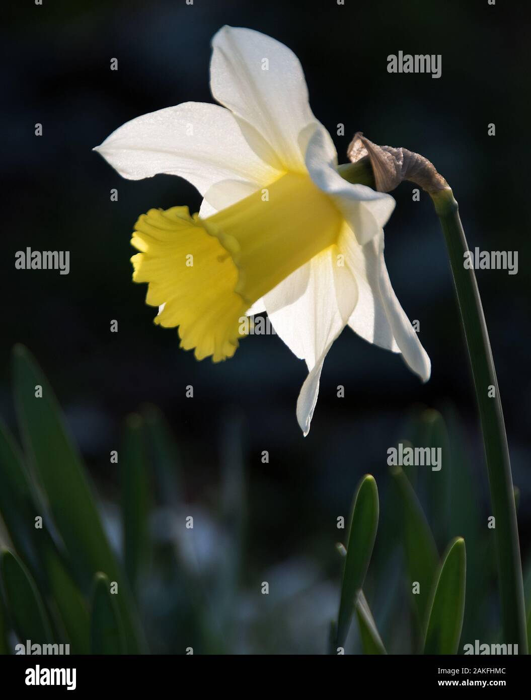Narcissus 'February Silver' back-lit Stock Photo