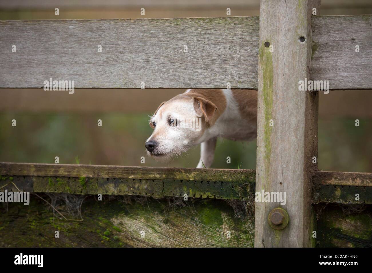 Kidderminster, UK. 9th January, 2019. UK weather: on another day of constant rain showers in Worcestershire, this terrier dog is peering through the wooden rails of a country footbridge, checking the rising water levels of the brook below, contemplating either a paddle or a swim! Front view close up of excited pet dog on winter walk. Credit: Lee Hudson Stock Photo